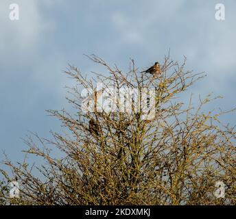 Kleine Rotflügelschar (Turdus iliacus) hoch oben in herbstlichen Baumzweigen, wolkig, Wiltshire UK Stockfoto