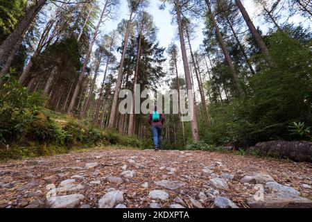 Anonyme Frau mit Rucksack, die am Sommertag auf einem schmalen Pfad in Wäldern unterwegs ist Stockfoto