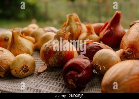 Büschel reifer Zwiebeln auf ornamentaler weißer Tischdecke liegend und trocknend Stockfoto