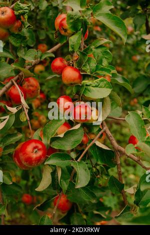 Von oben von reifen roten Äpfeln wachsen auf Ästen von üppigen grünen Bäumen im Garten an sonnigen Tag Stockfoto