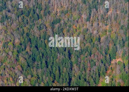 Luftaufnahme der Casentino-Wälder im Herbst vom Gipfel des Monte Penna, zwischen Badia Prataglia und der Einsiedelei von Camaldoli, Arezzo, Italien Stockfoto