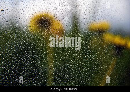 Wassertropfen auf Fenster und ländliche Landschaft. Stockfoto