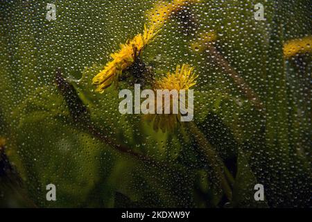 Wassertropfen auf Fenster und ländliche Landschaft. Stockfoto