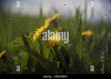 Wassertropfen auf Fenster und ländliche Landschaft. Stockfoto
