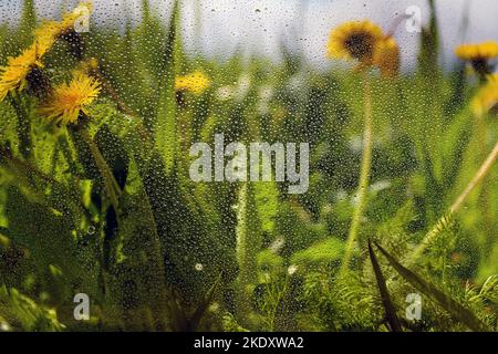Wassertropfen auf Fenster und ländliche Landschaft. Stockfoto