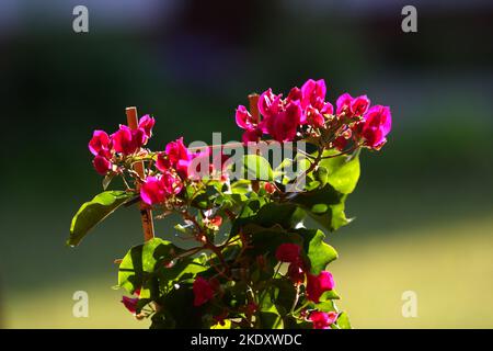 Rosa Bougainvillea wächst in einem Topf in einem Garten, Szigethalom, Ungarn Stockfoto