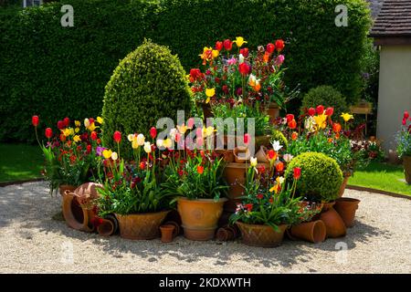 Töpfe mit Tulpenfrühlingsauslage in der Whichford Pottery, Whichford, Cotswolds, England Stockfoto