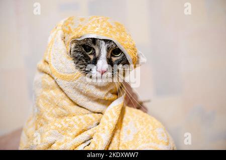 Katze in Handtuch nach dem Waschen und Haarschnitt bedeckt lustig und niedlich Porträt Stockfoto