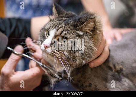 Katzenpflege im Kosmetiksalon für Haustiere. Grooming Master schneidet und rasiert eine Katze, sorgt für ein Katzenportrait Stockfoto