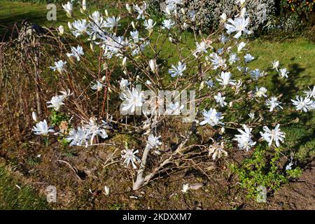 Junge Magnolia stellata in voller Blüte - John Gollop Stockfoto