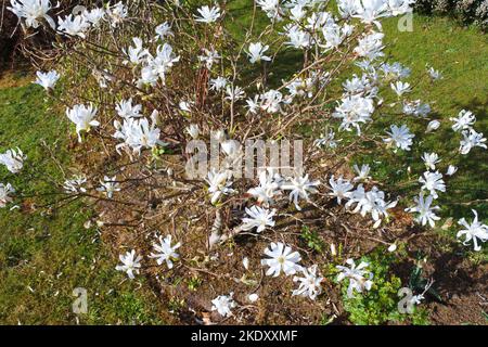 Junge Magnolia stellata in voller Blüte - John Gollop Stockfoto