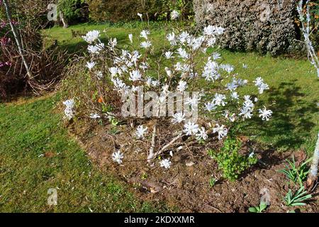Junge Magnolia stellata in voller Blüte - John Gollop Stockfoto
