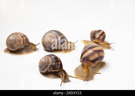 Fünf große Gartenschnecken, Helix pomatia, kriechen auf weißem Grund. Stockfoto