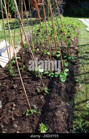 Hausküche Garten mit frisch gepflanzten Gemüse - John Gollop Stockfoto