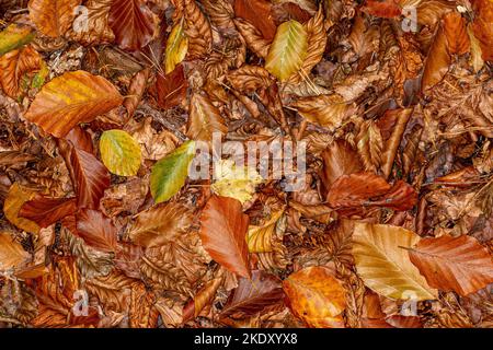 Ein Vollbildfoto von herbstlichen Blättern auf einem Waldschwimmgang Stockfoto