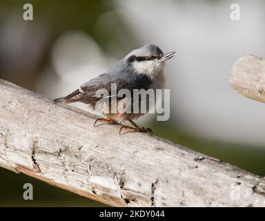 EURASISCHER NUTHATCH Sitta Europaea Stockfoto