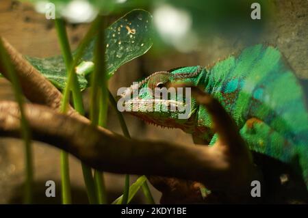 Ein grünes Chamäleon sitzt auf einem Ast zwischen Blättern. Eine Eidechse in einem Terrarium. Stockfoto