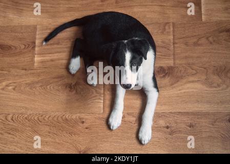 Kleiner Welpenhund schwarz-weiß Border Collie mit leuchtenden Augen auf dem Boden liegen Stockfoto