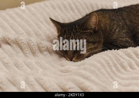Porträt einer schlafenden Katze auf dem Bett Stockfoto