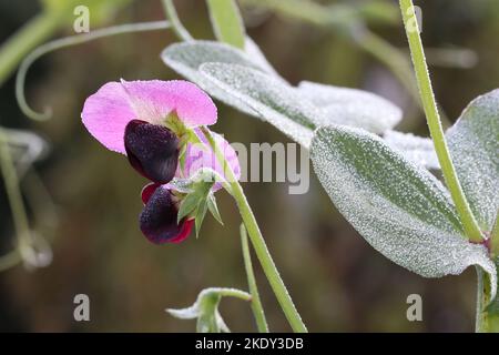 Die Blüten und Blätter der Erbsenpflanze sind mit Frost bedeckt. Erbsen sind frostbeständig und können milde Temperaturen unter dem Gefrierpunkt überstehen. Stockfoto