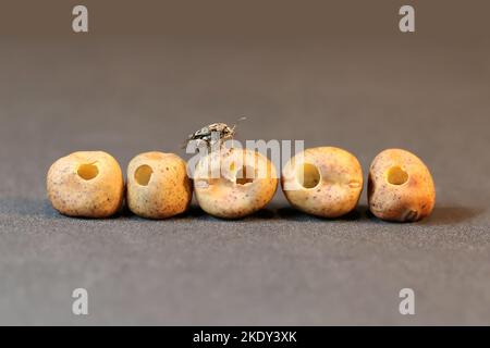 Ein Schädlingskäuer kroch aus einer nagten, trockenen Erbse und sitzt darauf. Andere süße Erbsensamen mit Löchern liegen herum. Bruchus pisorum aka Pea weevil. Stockfoto