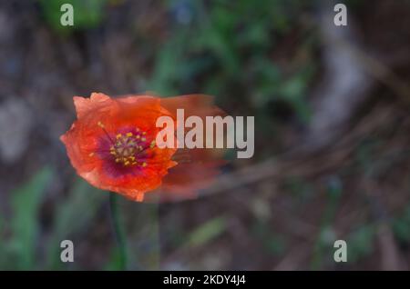 Blume der gemeinen Mohnbohnrhoeas, die sich vom Wind bewegen. Bildunschärfe, um Bewegungen zu suggerieren. Reserve von Inagua. Gran Canaria. Kanarische Inseln. Spanien. Stockfoto