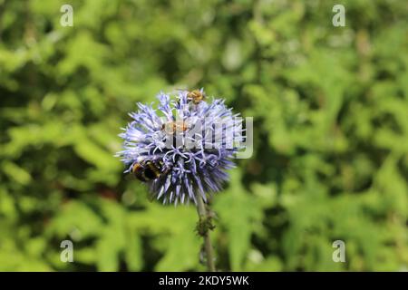 Eine Nahaufnahme von Bienen, die Pollen von einer blühenden echinops-Pflanze sammeln, die in einem Garten wächst Stockfoto