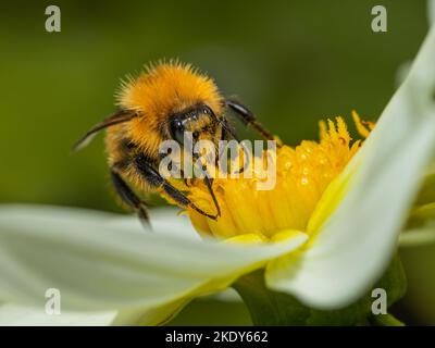 bombus pascuorum auf weißer Dahlie Stockfoto