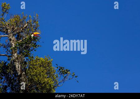 Ein Tukan mit einem riesigen gelben Schnabel, der auf einem Baum gegen einen blauen Himmel sitzt Stockfoto