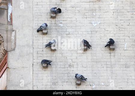 Tauben, Felstauben (Columba livia), die auf einzelnen Ziegelsteinen thronen, die aus einer gemauerten Wand eines Gebäudes in New York herausragen Stockfoto