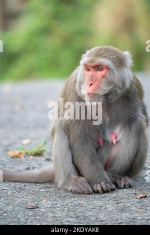 Wilder Formosan-Makak, der Formosan-Felsenaffe, der in Taiwan auch taiwanesische Makaken genannt wird, fressen und kümmern sich um andere. Stockfoto