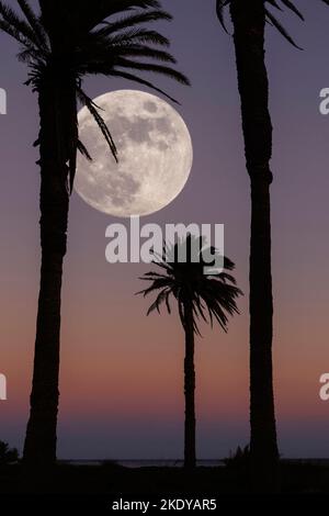 Vollmond, der sich hinter den Palmen nach Sonnenuntergang am Castillo del Romeral, Gran Canaria, den Kanarischen Inseln, Spanien, aufmacht Stockfoto