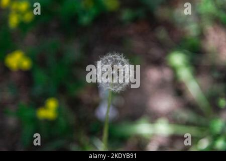 Eine Shallow-Focus-Aufnahme eines gewöhnlichen Dandelionensamen-Kopfes im Garten mit unscharfem Hintergrund Stockfoto