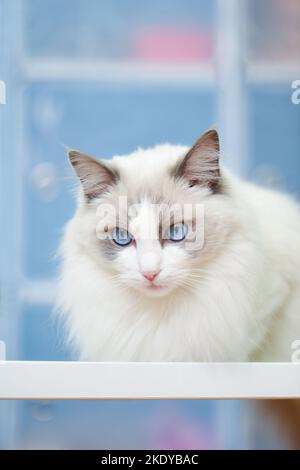 Mürrische weiße Katze mit blauen Augen und langhaarigem, gut gepflegtem, weichem Fell. Reinrassige blaue zweifarbige Ragdoll weiblich auf dem Regal mit blauem Hintergrund. Stockfoto