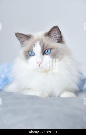 Weiße Katze mit blauen Augen in ungezogener Stimmung. Blaue zweifarbige reinrassige Ragdoll weibliche Katze auf dem Bett. Gesundes, langhaarig gut grommtes weiches Fell. Stockfoto