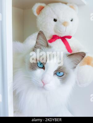 Ragdoll-Katze (blaues bicolor reinrassiges Weibchen) mit blauen Augen, die wütend aussehen und ihren weißen Teddybären mit roter Fliege schützen. Stockfoto