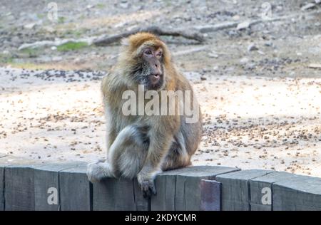Der Makaken (Macaca sylvanus) sitzt über einem Graben und schaut sich um Stockfoto