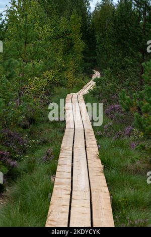 Holzweg in Vasenieki Moor, Westletten. Stockfoto