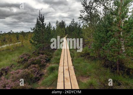 Holzweg in Vasenieki Moor, Westletten. Stockfoto