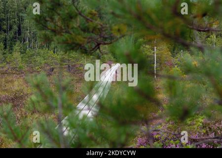 Holzweg in Vasenieki Moor, Westletten. Stockfoto