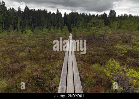 Holzweg in Vasenieki Moor, Westletten. Stockfoto