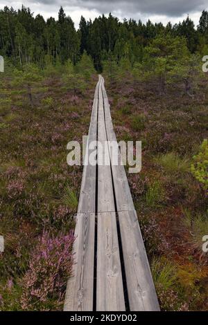 Holzweg in Vasenieki Moor, Westletten. Stockfoto