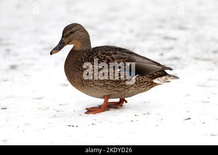 Weibliche Ente auf dem Boden mit Schnee bedeckt Stockfoto
