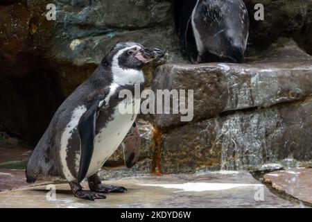 Der Humboldt-Pinguin (Spheniscus humboldti) steht auf einem Felsen Stockfoto