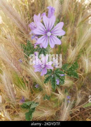 Eine vertikale Aufnahme wildvioletter Blüten, die zwischen dem Gras wachsen Stockfoto