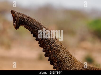 Stamm des Afrikanischen Elaphanten Loxodonta africanus - Tsavo-Nationalpark Kenia Stockfoto