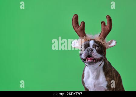 Neujahr und Weihnachten Konzept mit Boston Terrier Hund trägt Rentier Geweih Stirnband solide grünen Hintergrund Stockfoto