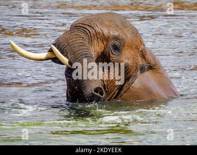 Afrikanischer Elefant, der ein Bad in einem Wasserloch im Tsavo-Nationalpark Kenia genießt Stockfoto