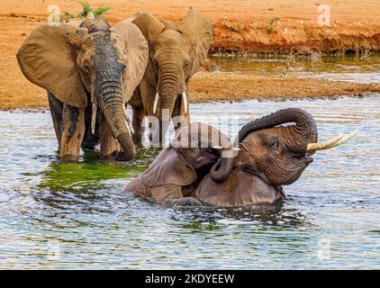 Afrikanische Elefanten genießen ein verspieltes Bad in einem Wasserloch im Tsavo-Nationalpark Kenia Stockfoto