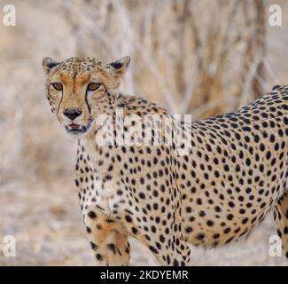 Cheetah Acinonyx jubatus im Tsavo East National Park Kenya Stockfoto